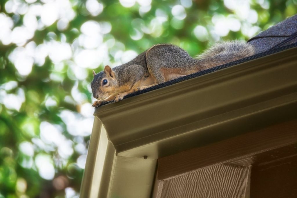 how to keep squirrels off the roof and out of soffits
